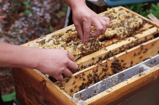三农|原产地探访推荐好物 凝聚爱心网络扶贫陕耀镇巴