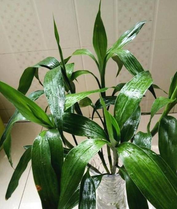 富贵竹怎么养才不会发黄 28ed981902d2472ba6beaec7977179b4.jpeg