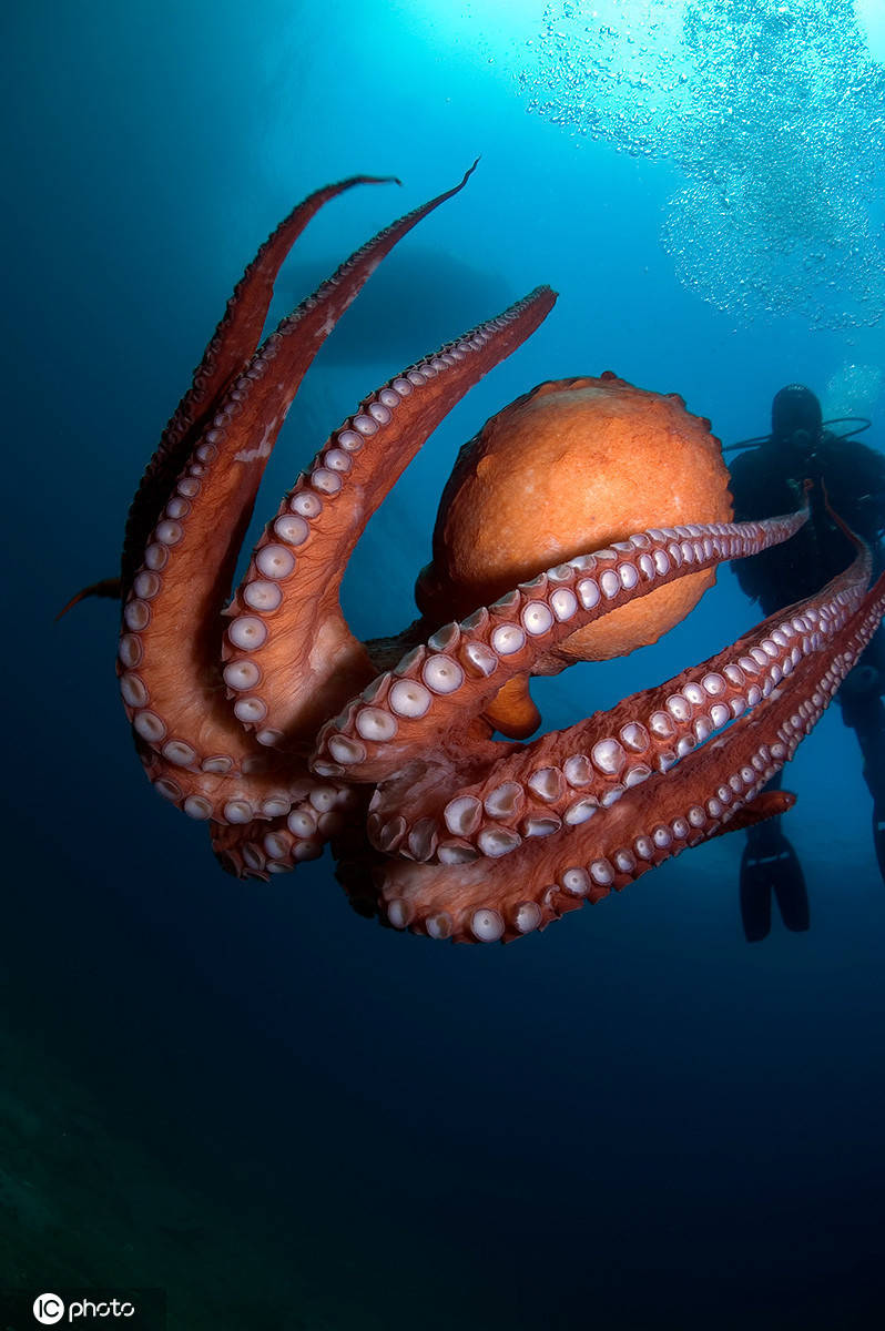 摄影师潜水偶遇世界最大章鱼 怼脸"自拍"