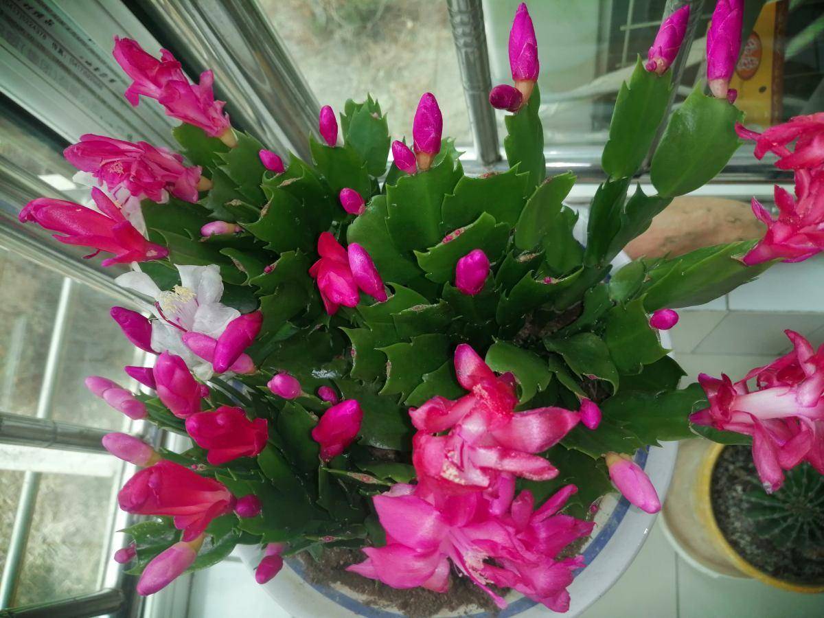 怎么养蟹爪兰最好 45e179c8489a4a5ca5de20bf06559c1d.jpeg