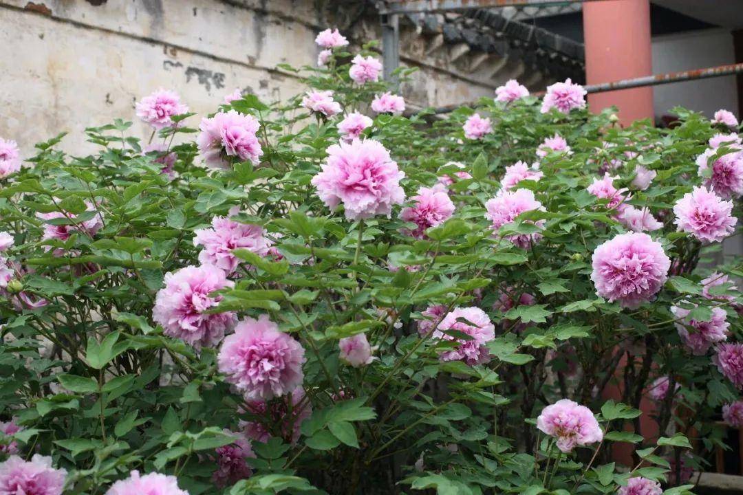 牡丹|熊孩子玩火烧坏，只剩树皮还能活？407岁古树