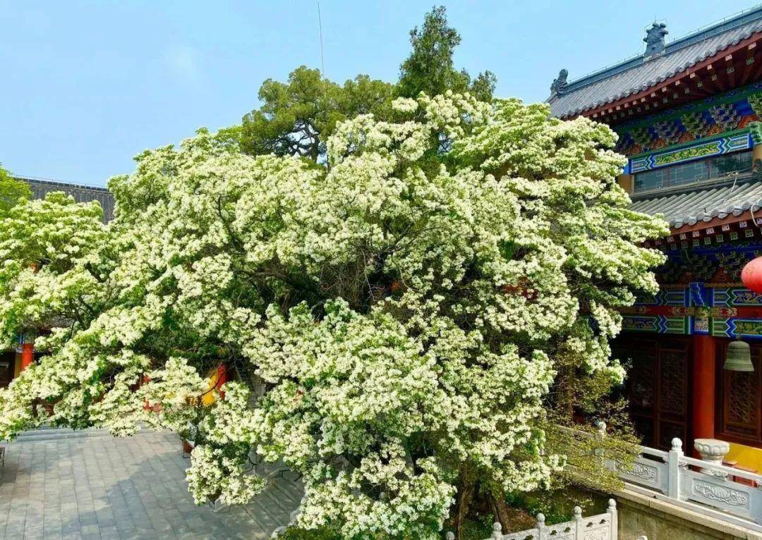 牡丹|熊孩子玩火烧坏，只剩树皮还能活？407岁古树