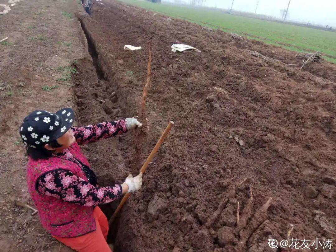 红薯|山药杆竖着都能长···还有啥不能养？玉米棒子活了