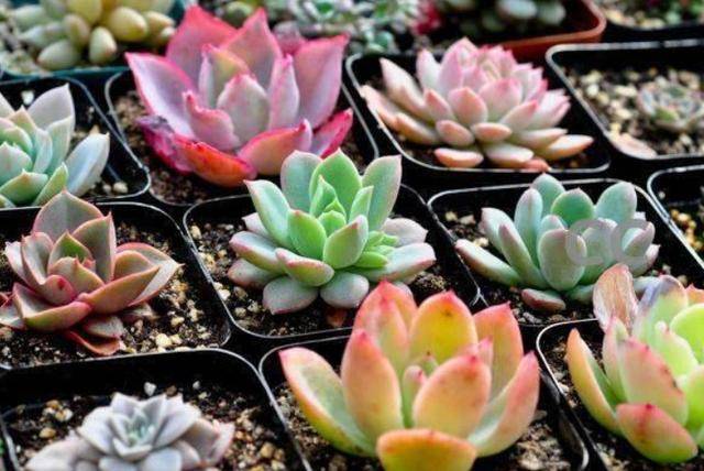 多肉怎么长叶子 04d75df2756140b1b5e6bbd495094d28.jpeg