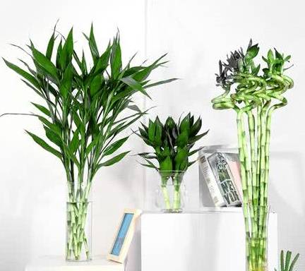 富贵竹几支吉祥 e51166dce20d4c3bbbded89b6dac5e72.jpeg