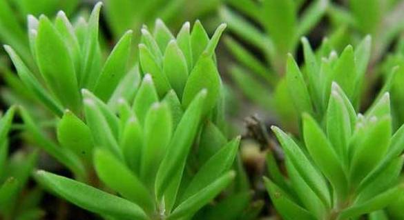 可以食用的野菜图片和功效 0fbaf63908604106958515f76a04c68f.jpeg