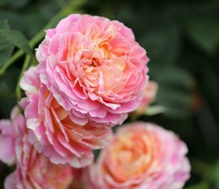 牡丹的花期是多长 c58a27ae2ad64888be803592cf061f1e.jpeg