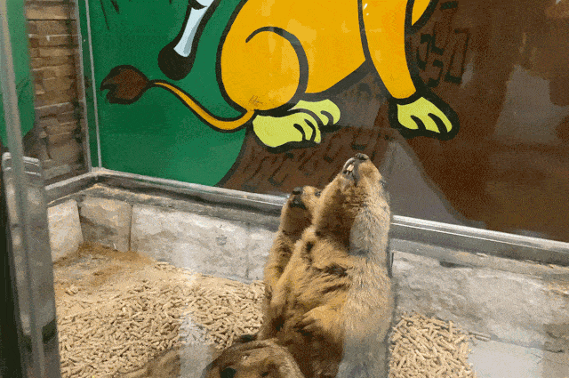 95龙猫大家族宫崎骏漫画里的龙猫也在萌巢动物乐园安家啦!