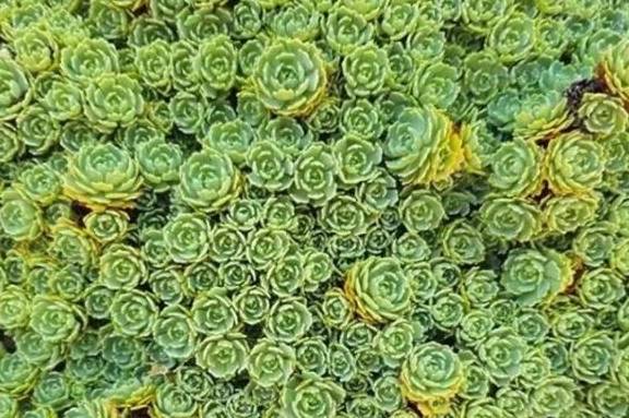 多肉怎么长粗不长高 519c9a13c2cf49cfad01314b4773644f.jpeg