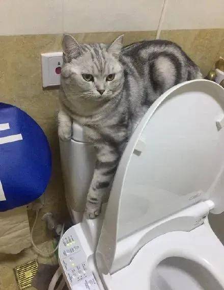 能管管猫吗？我们想上厕所