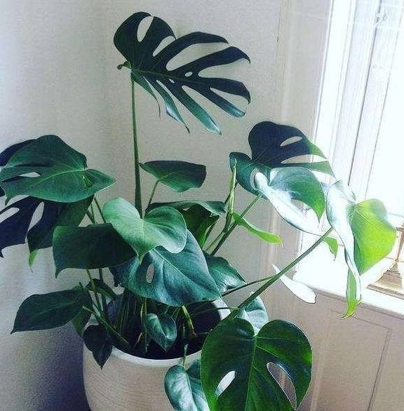 龟背竹怎么养得又粗又壮 aad986595c514d54a10db775a466090f.jpeg