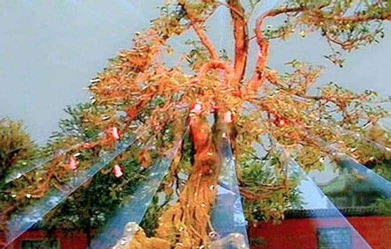 元子|镇元子是什么身份？为何敢不拜玉帝和三清，连观音都得让三分