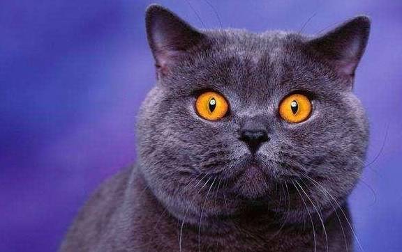 蓝猫的优缺点英短 29f5bbb1bfae4286b82c90d7c64b681b.jpeg