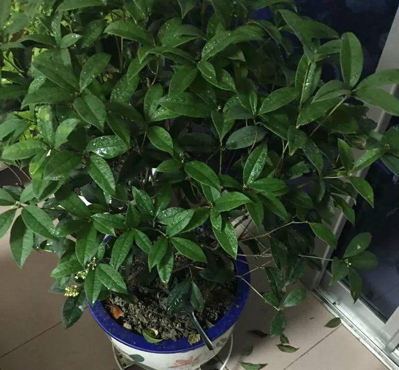 哪里买正宗的桂花 18945bba873b4962872deaf3ecb6a6bd.jpeg