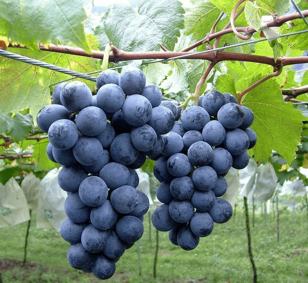 15个常见的葡萄品种，各有优缺点，来看看你最喜欢吃哪一种_果粒大