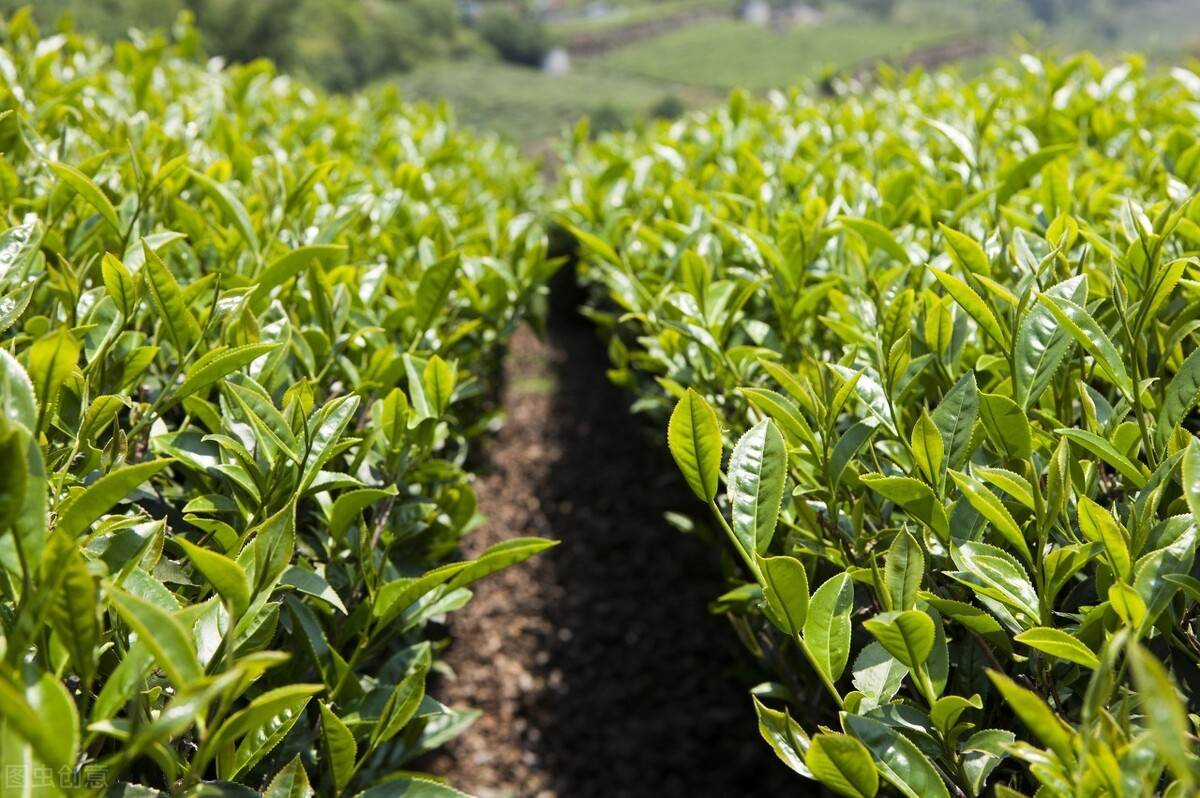 保护珍稀古茶树资源 推动茶产业健康发展_澎湃号·媒体_澎湃新闻-The Paper