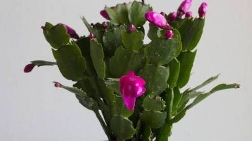 几月份嫁接蟹爪莲 23e8c2c4572b4139917bf2430dae9c0d.jpeg