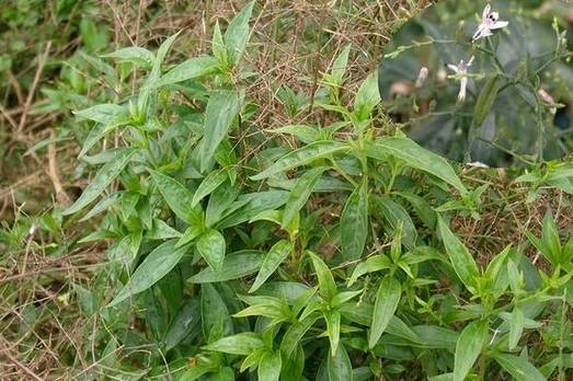 疮毒 来自搜狐网