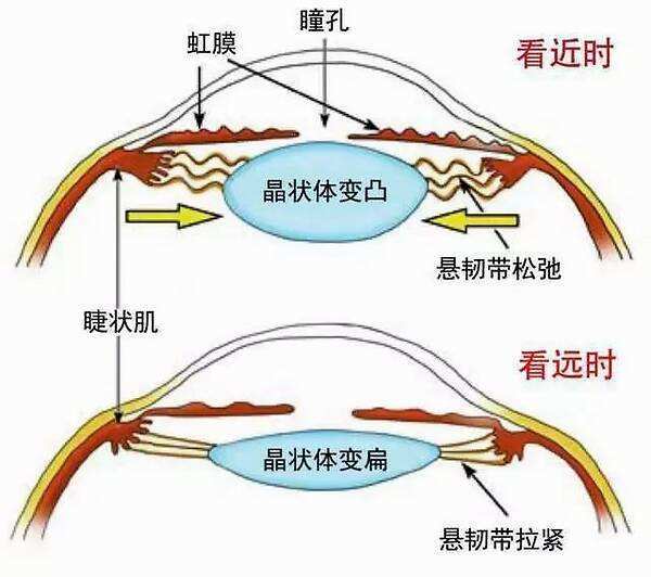 分辨距离时,晶状体和睫状肌的调节