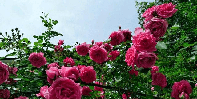 85f636b690a444199d98d4959ba64b14.png