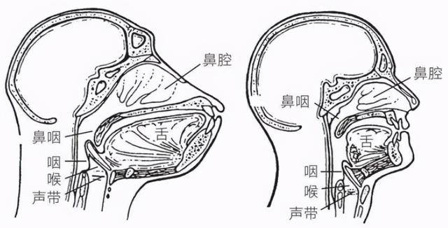 答案可能关乎人类语言