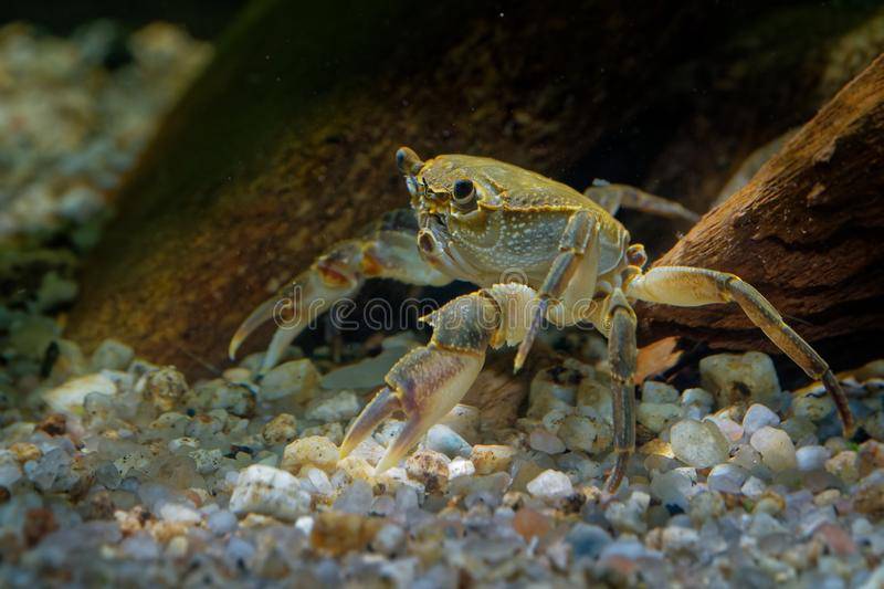 原创螃蟹控速来世界上还有这么多美味的螃蟹