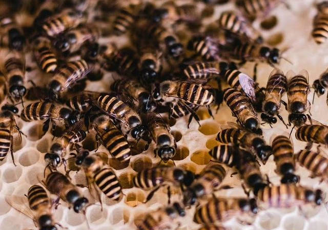蜜蜂巢 e081538e03f6441ba31099e424f90217.jpeg