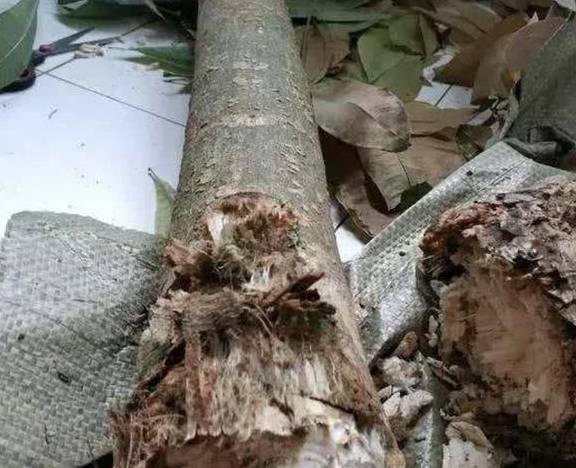 发财树能不能砍了 d4160e5e243e4e03977d45ececcd93fd.jpeg