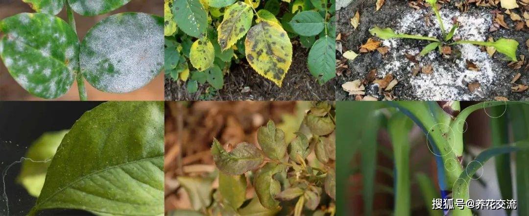 原创8种盆栽花卉容易感染的病虫害,用药的方法技巧指南,新手轻松学