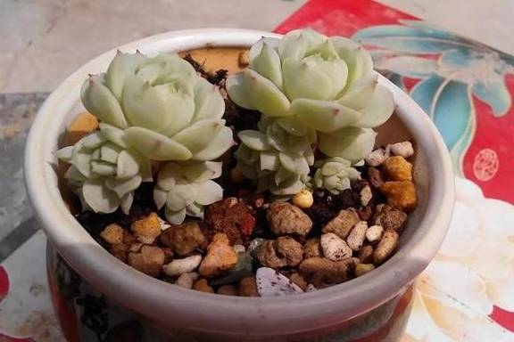 多肉怎么养才能变大单头 8e283638d5764c7e8f3100acf53e84cb.jpeg