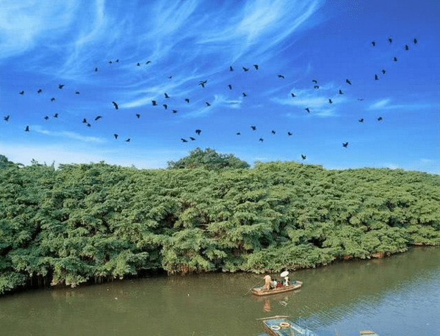 广东又一景点走红占地20亩独木成林被誉为鸟的天堂