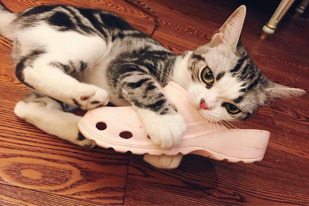 有什么办法让猫不咬自己 f53ed4361ed643fc8cfafdb149e40fb8.jpeg