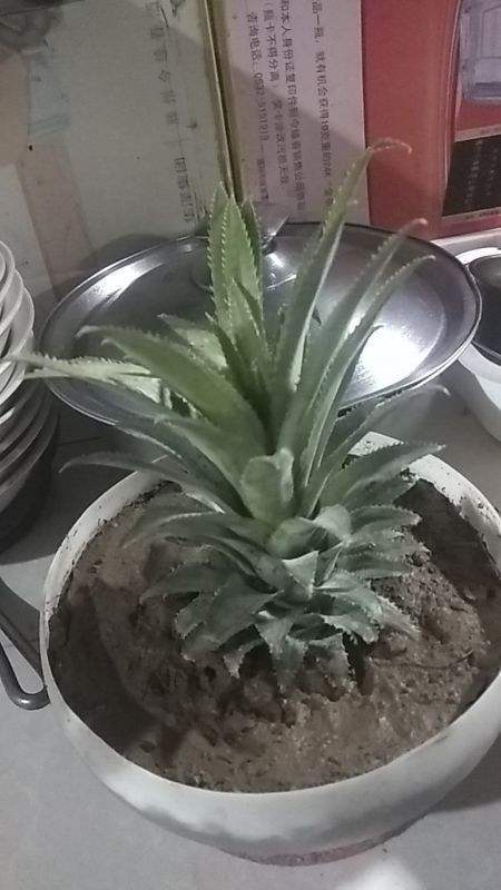 菠萝宝妈妈的视频 5d60bcc2718c480e95a273d6c841949e.jpeg