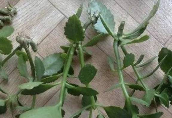 几月份扦插长寿花成活率最高 7dc2db3c7aa84b4a8164bf629b2022b0.jpeg