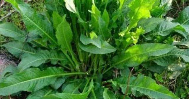 可以食用的草本植物 8da8cef42dac4511b90ff72be4a19e56.jpeg