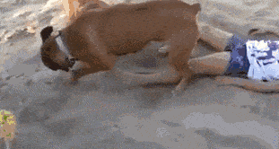 原创吵醒睡觉的狗狗,被腹黑报复后小女孩却很开心:用沙子洗澡真好玩