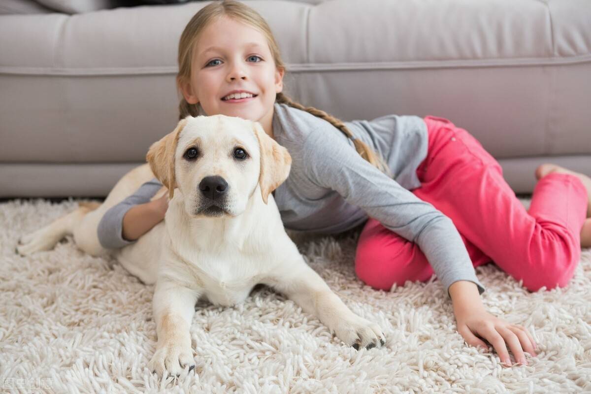 盘点拉布拉多犬的八大优点养了的人捡到宝了