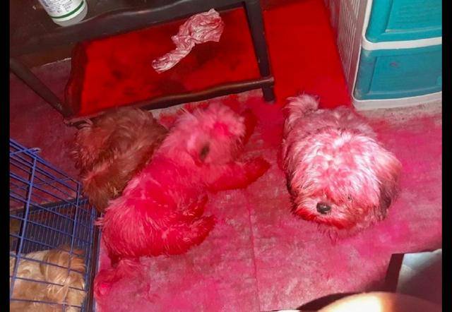 三只狗咬主人的口红玩,毛发地板全变成红色,还以为是凶案现场!