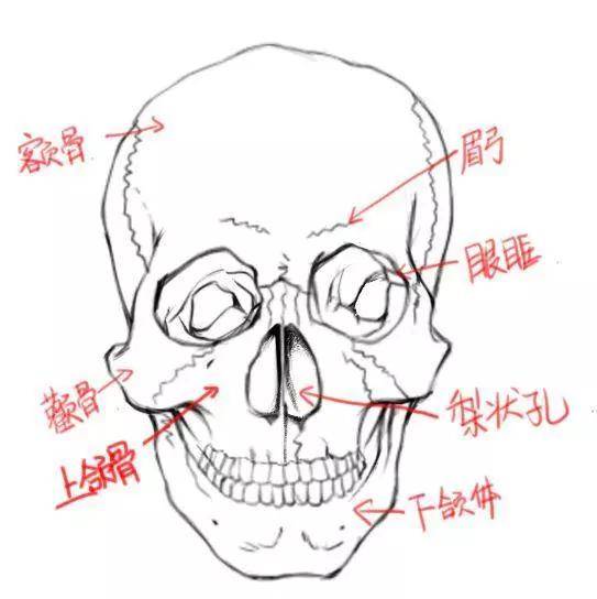 分别有 额骨,眉弓,眼眶,颧骨,梨状孔,颧骨,上颌骨,下颌体