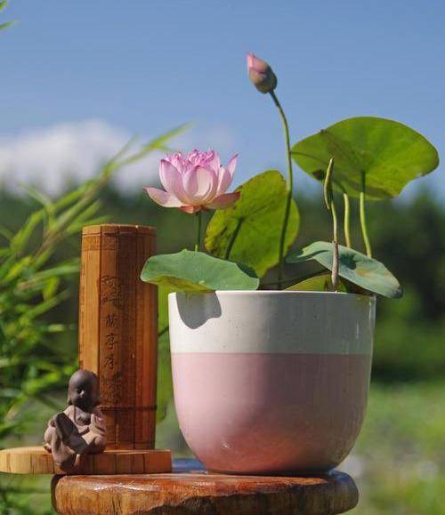 原创精致小莲花一个茶碗就能种出来养在阳台上喝茶赏花两不误