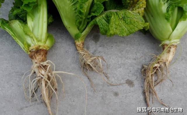 大棚蔬菜白菜枯萎病用什么预防?白菜根腐病怎么用药?烂根死苗怎么办?