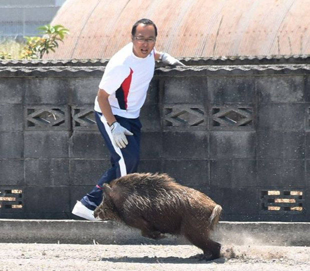 猪突豨勇!顶路人撞电车!日本野猪泛滥,投16亿日元仅捕获60万头