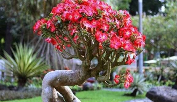 适合家里养的花植物 b82ad3b293644efa9b7b335b66b86b16.jpeg