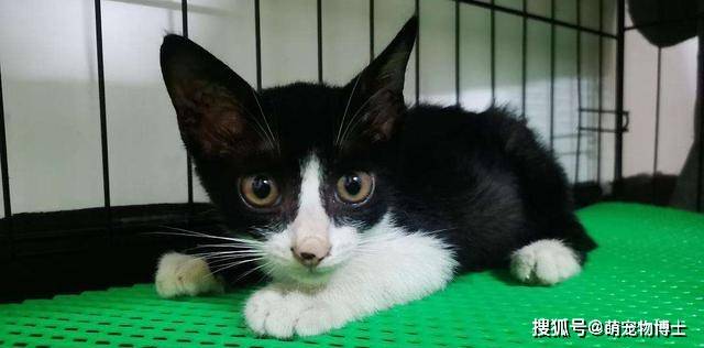您想的/说的奶牛猫,它们有另外一个更优雅的名字——燕尾服猫(tuxedo