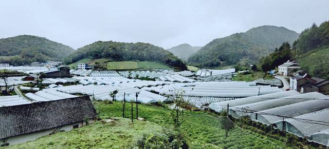 湖北长阳:高山农民给蔬菜建"房子,3个作用化解种菜难_家坪村