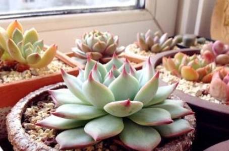 不死鸟多肉特点 35d34662347540d8b05488343a4f99e8.jpeg