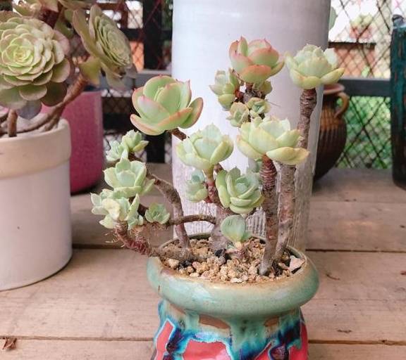 多肉小花匠 6830de70d82e41888f64a34fafa8dcf6.jpeg