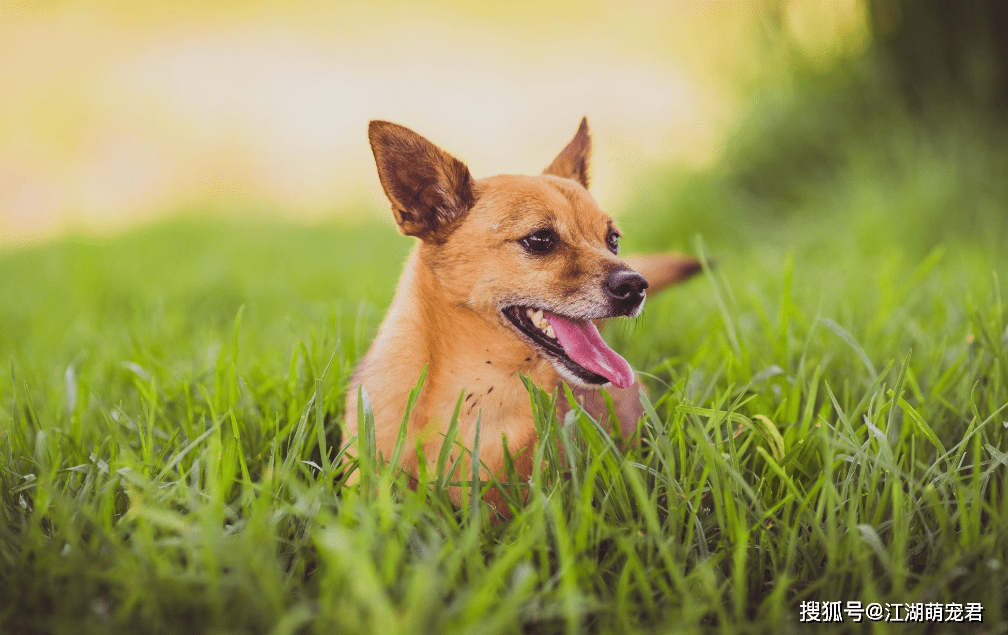 狗为啥总是吐 6e17b25437f349259c57ebeddb44123a.png