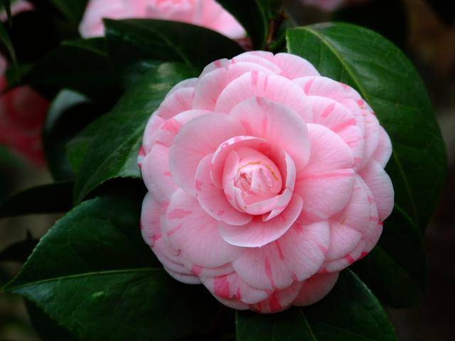 茶花用什么水开花最好 d48fe642794d499d972214966b6755b1.jpeg