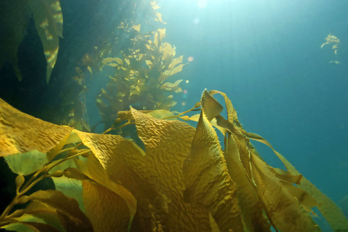 海藻生长在海底 · 免费素材图片